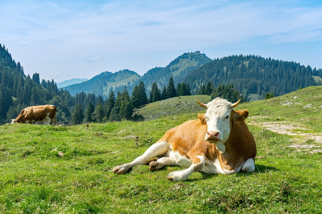 Landgasthof Karner Chiemgauer Alpen Kuh