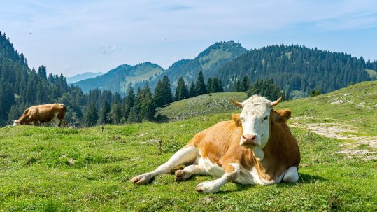 Landgasthof Karner Chiemgauer Alpen Kuh