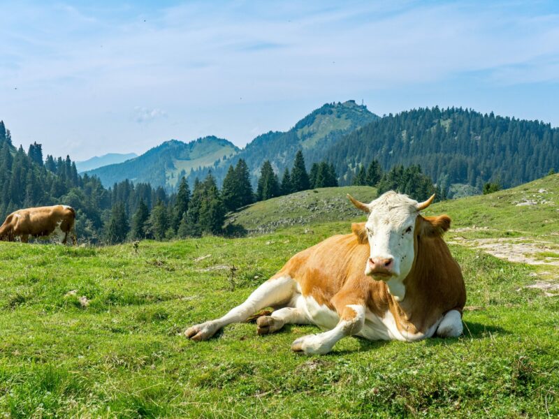 Landgasthof Karner Chiemgauer Alpen Kuh
