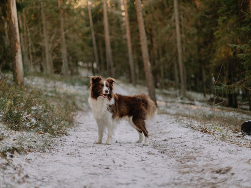 Pexels Elina Volkova 19225665