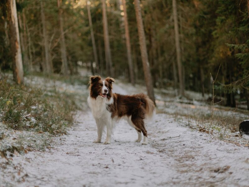 Pexels Elina Volkova 19225665 Pexels Elina Volkova 19225665